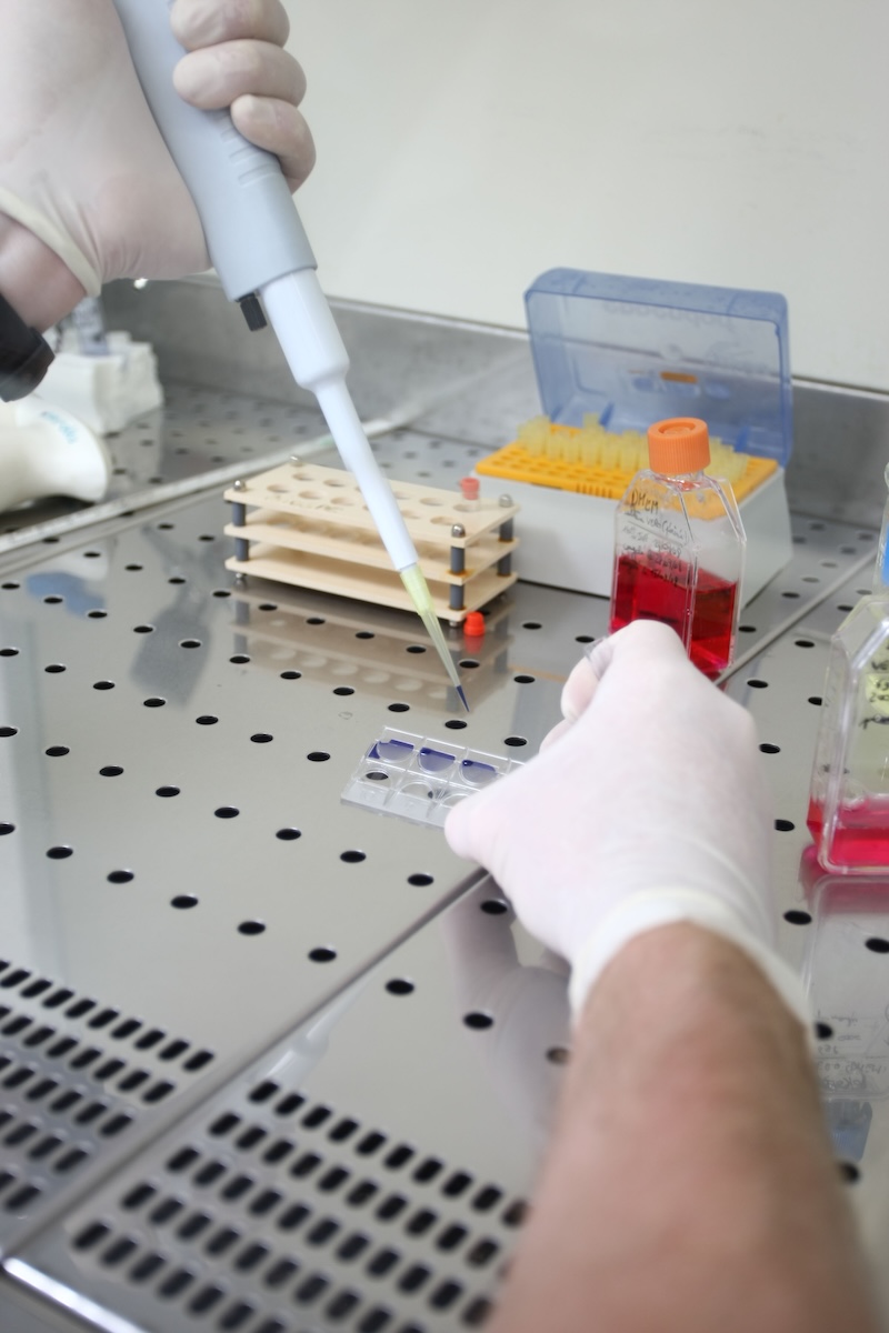 lab