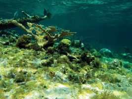 coral