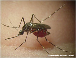 mosquito
