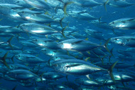 tuna